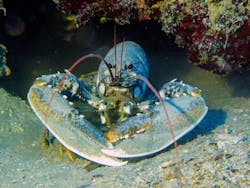 lobster-under-water