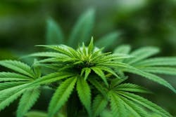 1654815348836 Marijuanaplant 1654815348836 Marijuanaplant