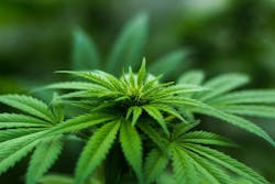 Marijuana-plant