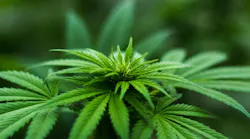 Marijuana Plant