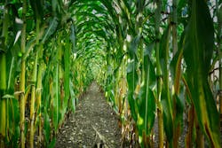 Corn Field Albrecht Fietz 63e14e1702f27 Corn Field Albrecht Fietz 63e14e1702f27