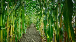 Corn Field Albrecht Fietz