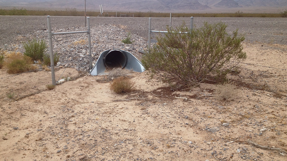 A tortoise crossing.