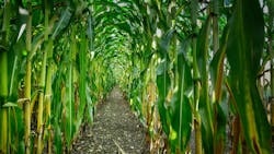 Corn Field Corn Field