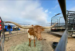 Long horn cow in a pen at JCB's San Antonio facility. Long horn cow in a pen at JCB's San Antonio facility.